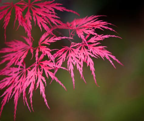 Understanding Nutrient Needs of Japanese Maples