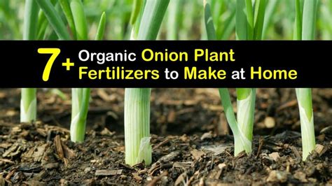 Understanding Onion Fertilizer Needs