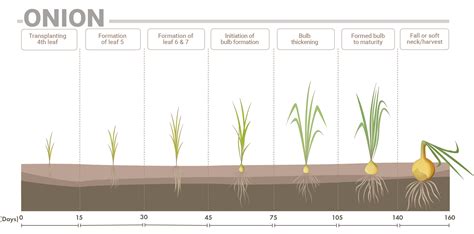 Understanding Onion Nutrient Requirements