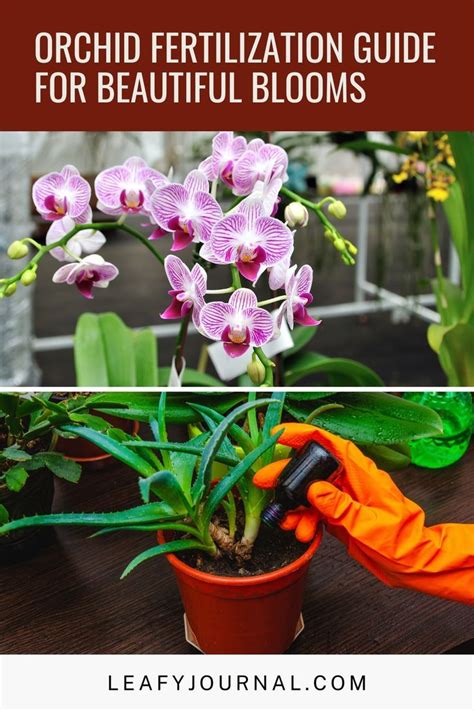 Understanding Orchid Fertilization