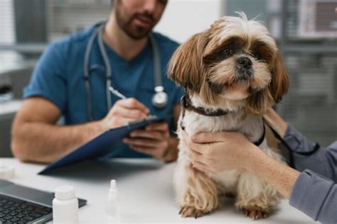 Understanding Pancreatitis in Dogs