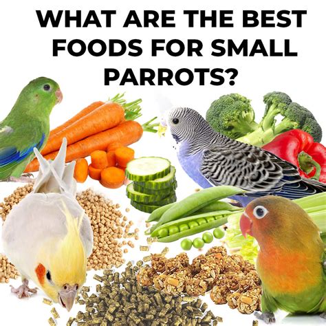 Understanding Parrot Nutrition