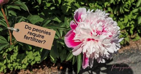 Understanding Peony Fertilizing Needs