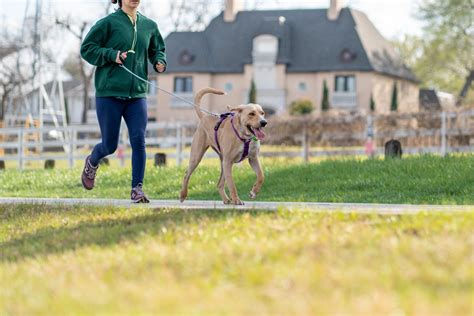 Understanding Pet Exercise