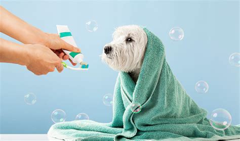 Understanding Pet Hygiene: Why It Matters