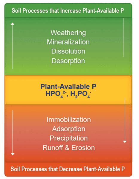 Understanding Phosphorus Levels in Soil