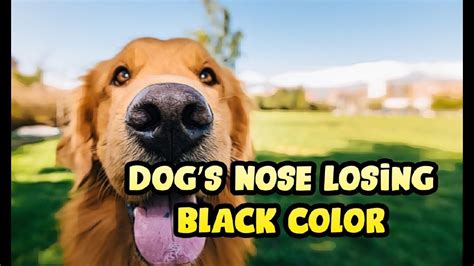 Understanding Pigment Loss in Dog Noses