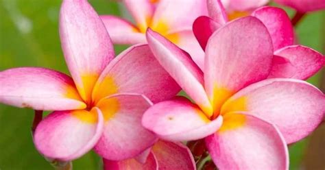 Understanding Plumeria's Nutrient Needs