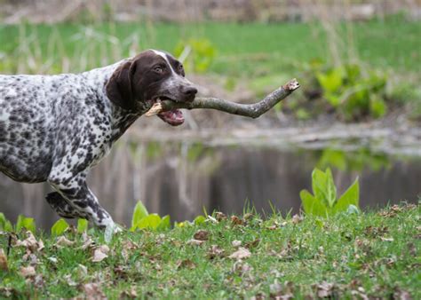 Understanding Pointer Mix Breeds