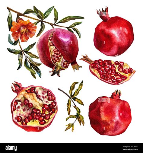 Understanding Pomegranate Fruit Set