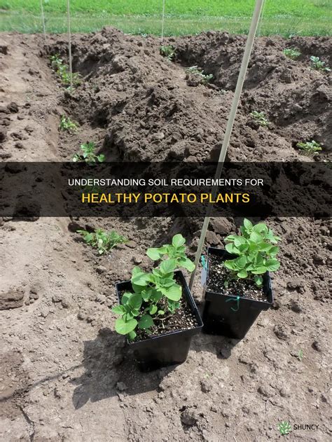 Understanding Potato Nutrient Requirements