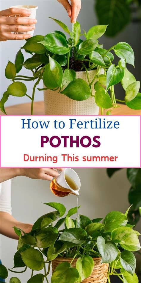 Understanding Pothos Fertilizer Needs