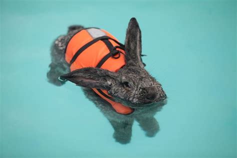 Understanding Rabbits and Water