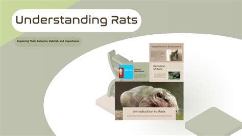 Understanding Rat Odour Sources