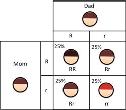 Understanding Red Hair Genetics