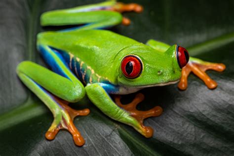 Understanding Red-Eyed Frog Crypto