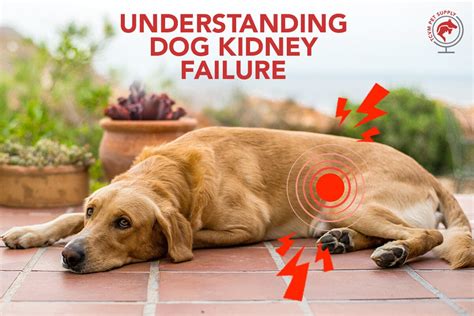 Understanding Renal Disease in Dogs