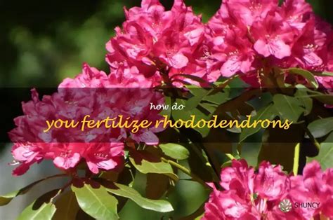 Understanding Rhododendron Fertilizer Needs