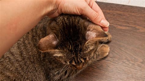 Understanding Ringworm on Cats' Ears