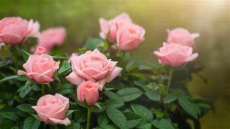 Understanding Rose Fertilization