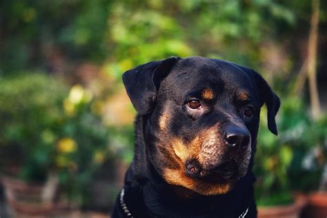 Understanding Rottweilers: A Breed Deeply Rooted in Loyalty and Intelligence