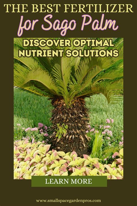 Understanding Sago Palm Nutrient Requirements