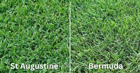 Understanding Saint Augustine Grass