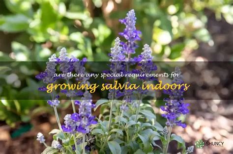 Understanding Salvia's Nutritional Requirements