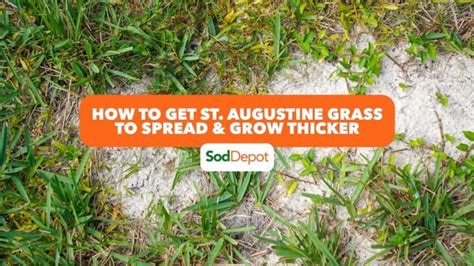 Understanding San Augustine Grass's Nutrient Needs