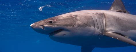 Understanding Sharks in Hawaii