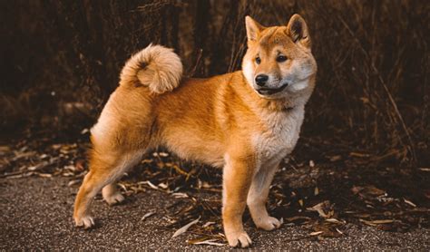 Understanding Shiba Inu Characteristics