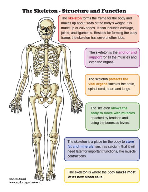 Understanding Skeletal Structure: