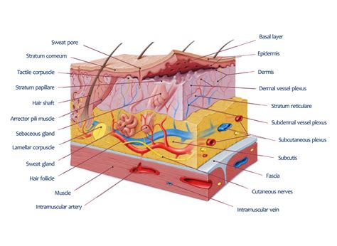 Understanding Skin Structure and Function: