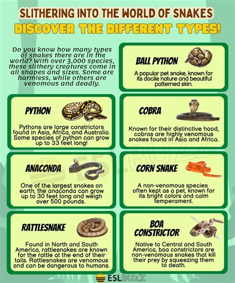 Understanding Snake Types and Locations