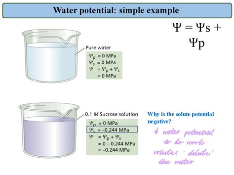 Understanding Solute Potential