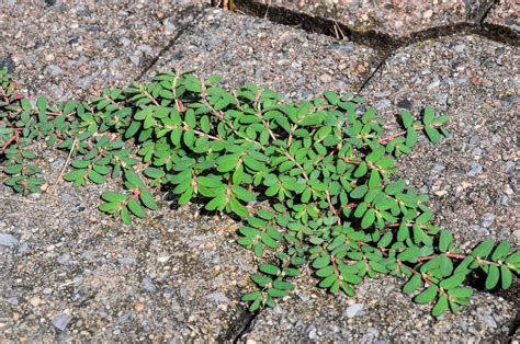 Understanding Spurge Definition