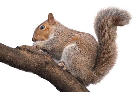 Understanding Squirrel Behavior