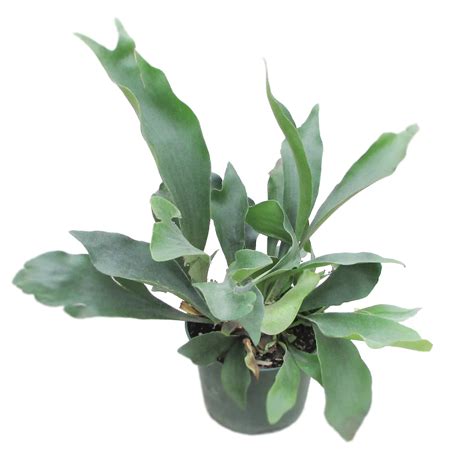 Understanding Staghorn Fern Nutrient Needs