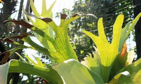 Understanding Staghorn Ferns and Their Nutritional Needs