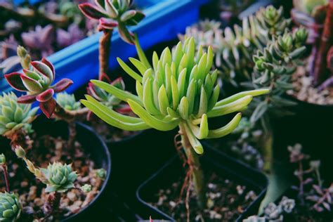 Understanding Succulent Nutrition: The Basics