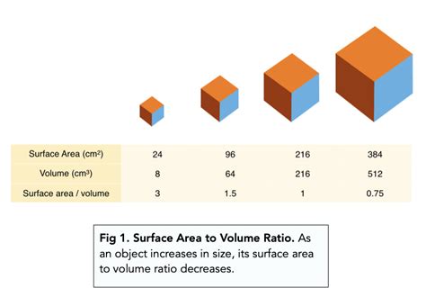 Understanding Surface Area to Volume Ratio