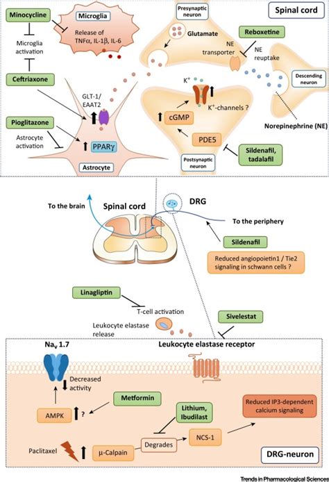 Understanding TP 231: A Novel Analgesic