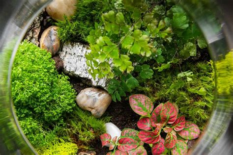 Understanding Terrariums