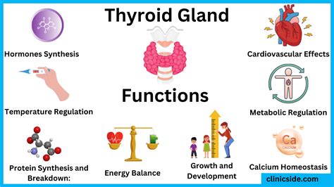 Understanding Thyroid Function