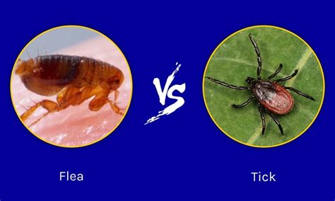 Understanding Ticks and Fleas