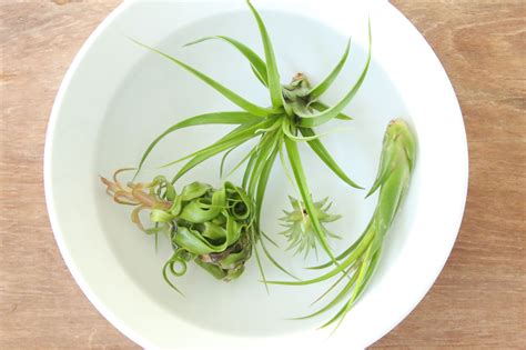 Understanding Tillandsia's Nutritional Needs