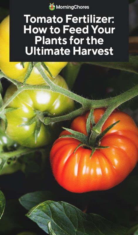 Understanding Tomato Nutrient Requirements