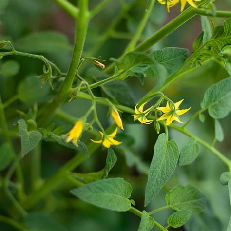 Understanding Tomato Plant Nutrition