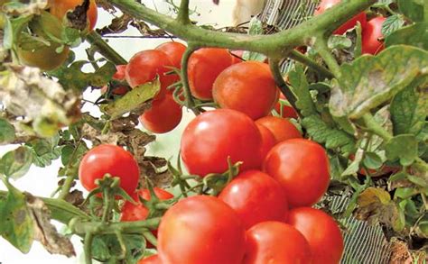 Understanding Tomato Seedling Nutrition