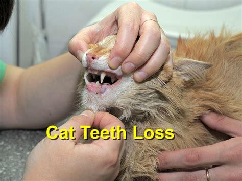 Understanding Tooth Loss in Cats